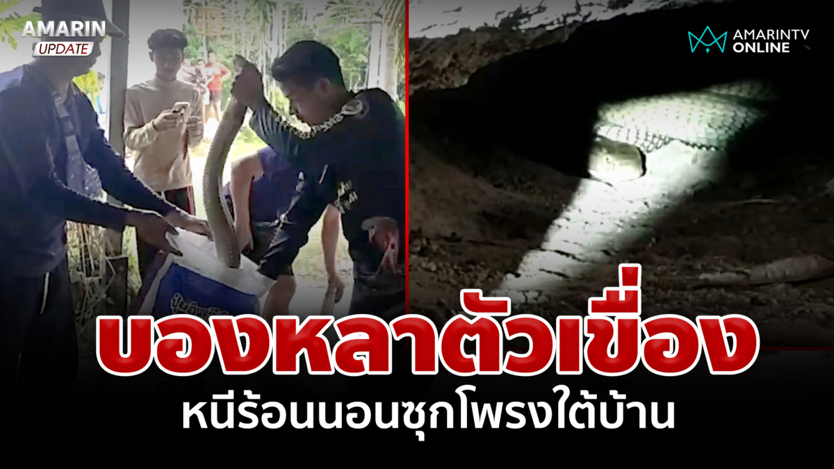 สะพรึง! บองหลาตัวเขื่อง หนีร้อนนอนซุกโพรงใต้บ้าน