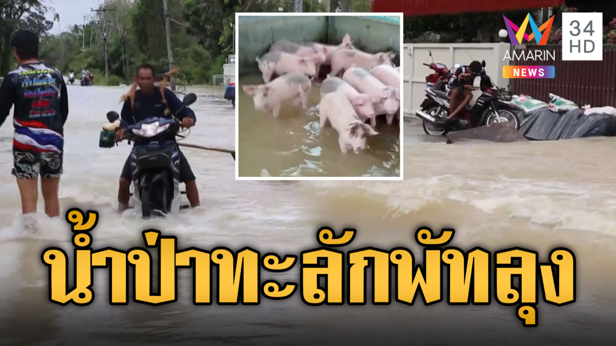 พัทลุงอ่วม! ชาวบ้าน-สัตว์เลี้ยง หนีน้ำป่าหลาก