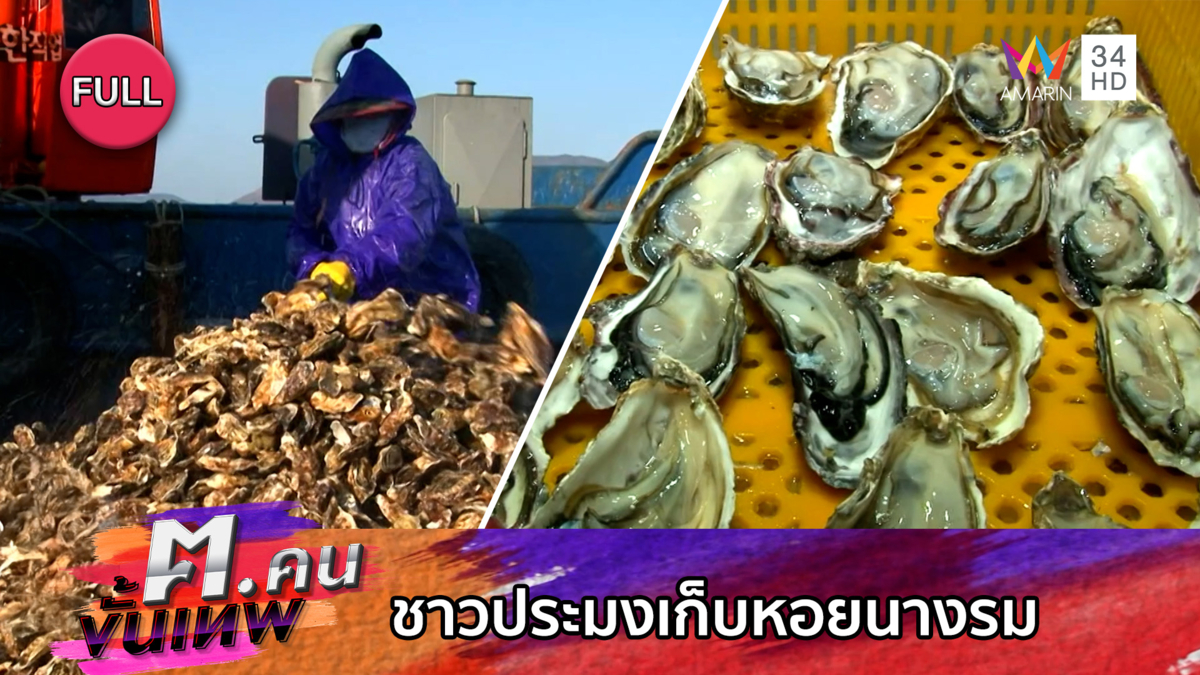 ชาวประมงเก็บหอยนางรม | ฅ.คนขั้นเทพ