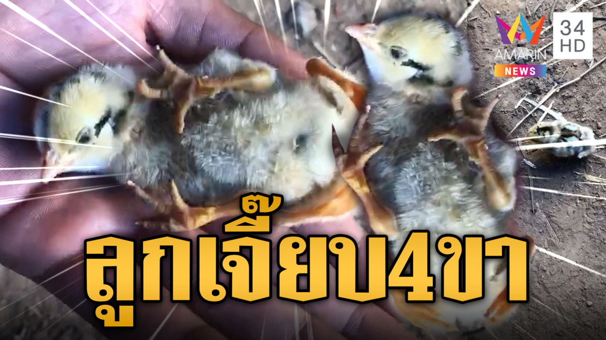 ลูกเจี๊ยบแปลก มี 4 ขา 16 นิ้ว มีตัวเดียวในโลก