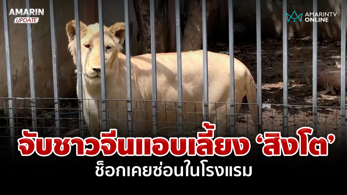 จับชาวจีนแอบเลี้ยง 'เสือโคร่ง' ช็อก! 'สิงโต' เคยถูกเลี้ยงในโรงแรม