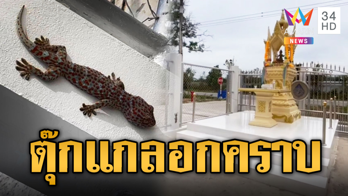 นาทีนี้ต้องส่อง! ตุ๊กแกลอกคราบ หาดูยาก