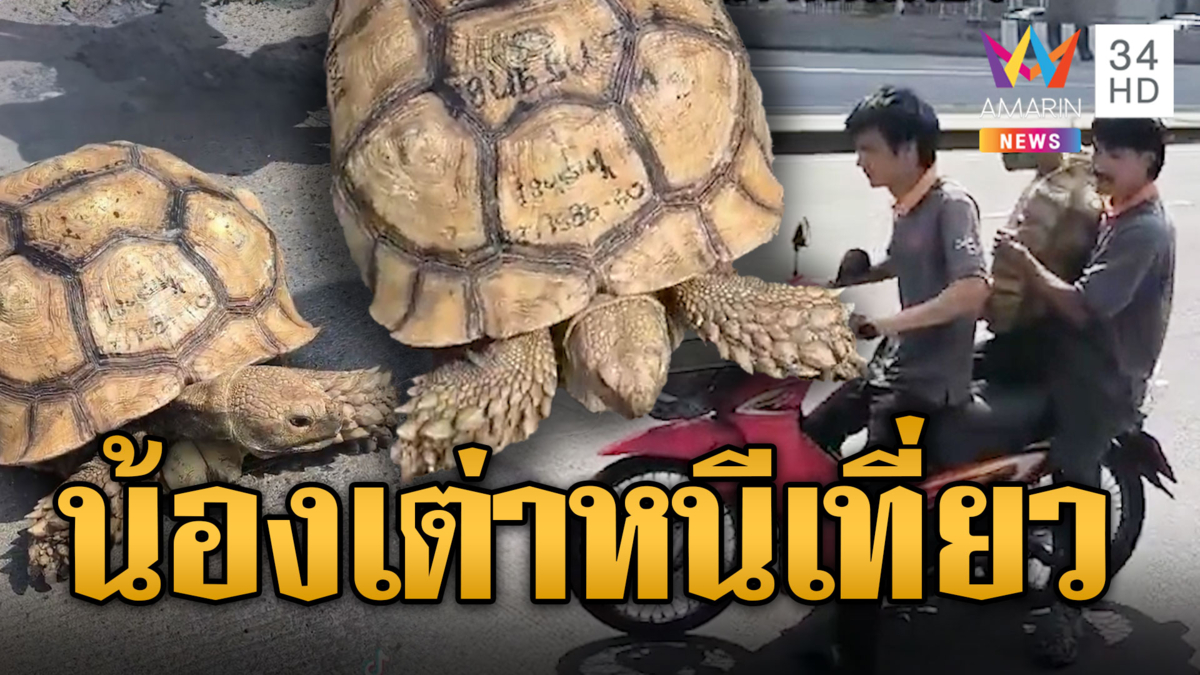 เต่าหนีเที่ยว หวิดโดนรถเหยียบ พลเมืองดีตามเจ้าของมารับกลับบ้าน