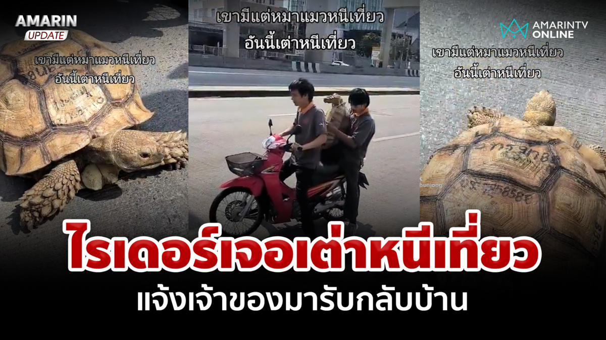 มาไงเนี่ย? พี่ไรเดอร์เจอเต่าหนีเที่ยว แจ้งเจ้าของมารับกลับบ้าน