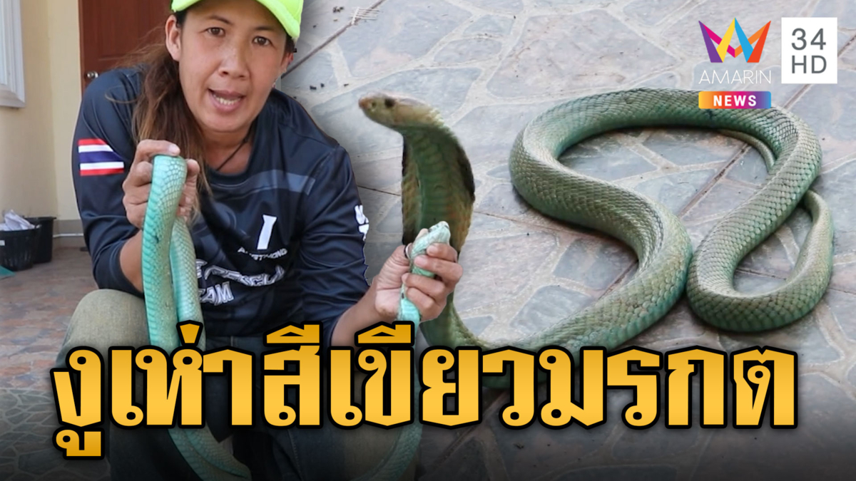 สุดแปลก! งูเห่าสีเขียวมรกต ลายดอกจันสวยแปลกตา