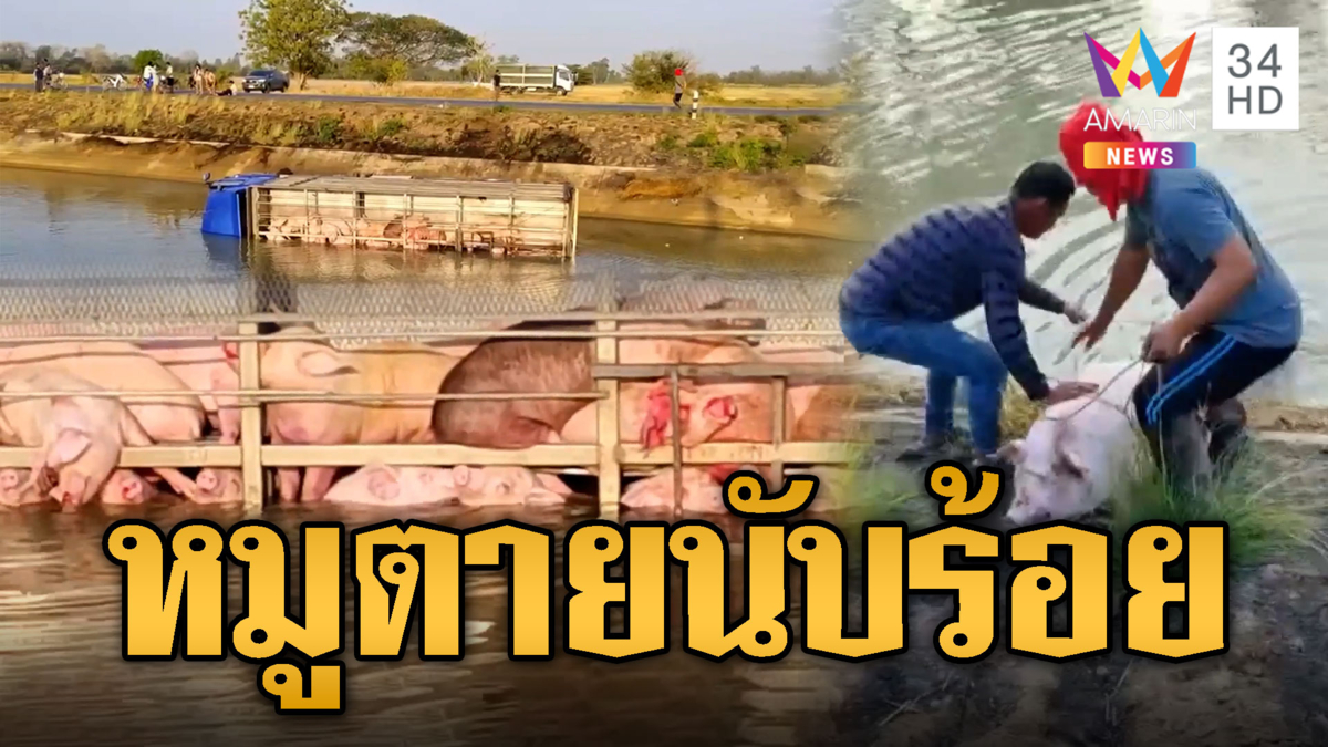 สลด! รถบรรทุกเสียหลักพุ่งลงคลอง หมูตายกว่าร้อยตัว