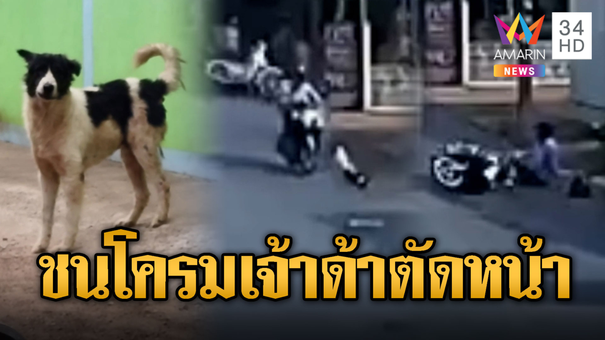 เจ้าด้า หมาจร วิ่งตัดหน้าจยย.ป้า ชนโครมล้มเจ็บคู่