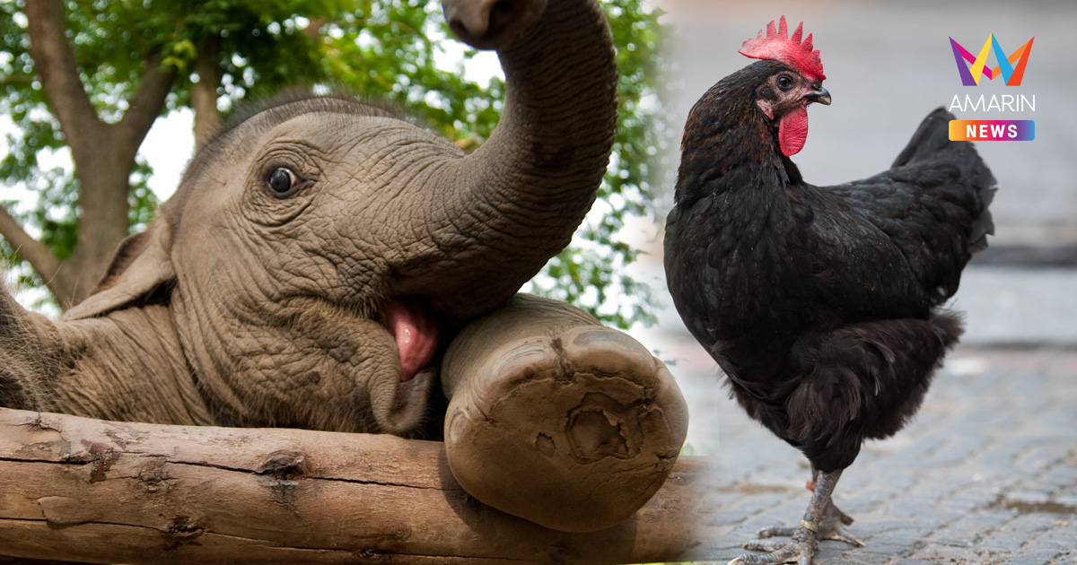 ทำไมไก่ถึงกลายเป็นสัญญะเสี่ยงทายลักษณะนิสัยของช้าง