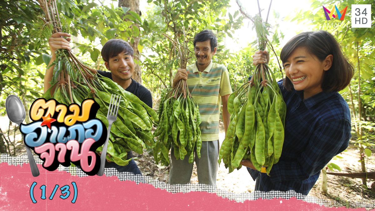 ตื่นตาสุด! ลุย 'สวนสมรม' เก็บสะตอฉบับชาวบางหมาก จ.ชุมพร | ตามอำเภอจาน | 7 ก.ย.62 (1/3)