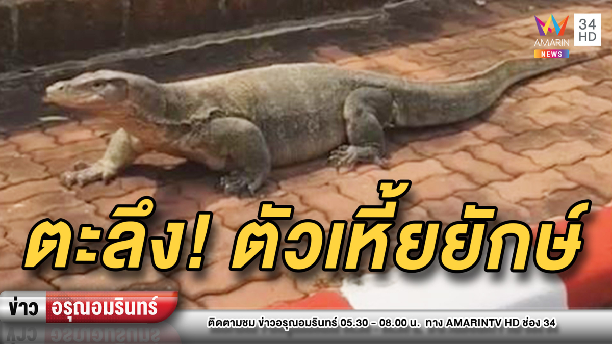 อึ้ง! หนุ่มสาวเจอ “ตัวเหี้ยยักษ์” คลานบนทางเท้า แว้บแรกนึกว่าจระเข้