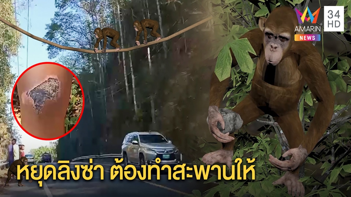 ลิงอันธพาล โมโหข้ามถนนไม่ได้ ปาหินหยุดรถ คนล้มเจ็บ จนท.จ่อขึงสลิงเป็นสะพานให้