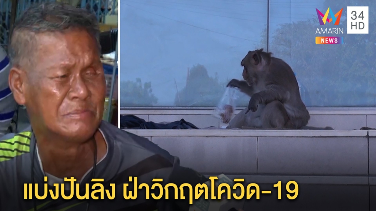 ลิงป่วนเจอโควิด คนไม่ออกบ้านให้อาหารบุกฉกเสบียงคนไร้บ้าน เจ้าตัวไม่หวงแบ่งกันกิน