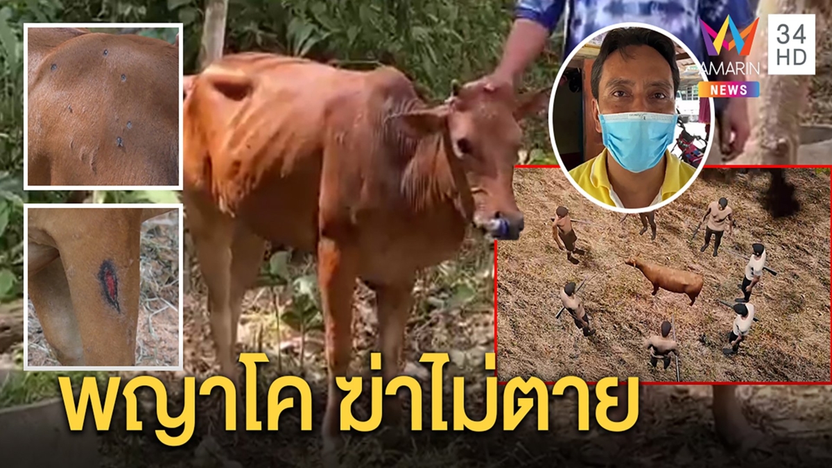 เผยปาฏิหาริย์พญาโคบุญรอด ยิงแล้วยังลุกวิ่ง ร่างทรงชี้เป็นวัวสองสีฆ่าไม่ตาย