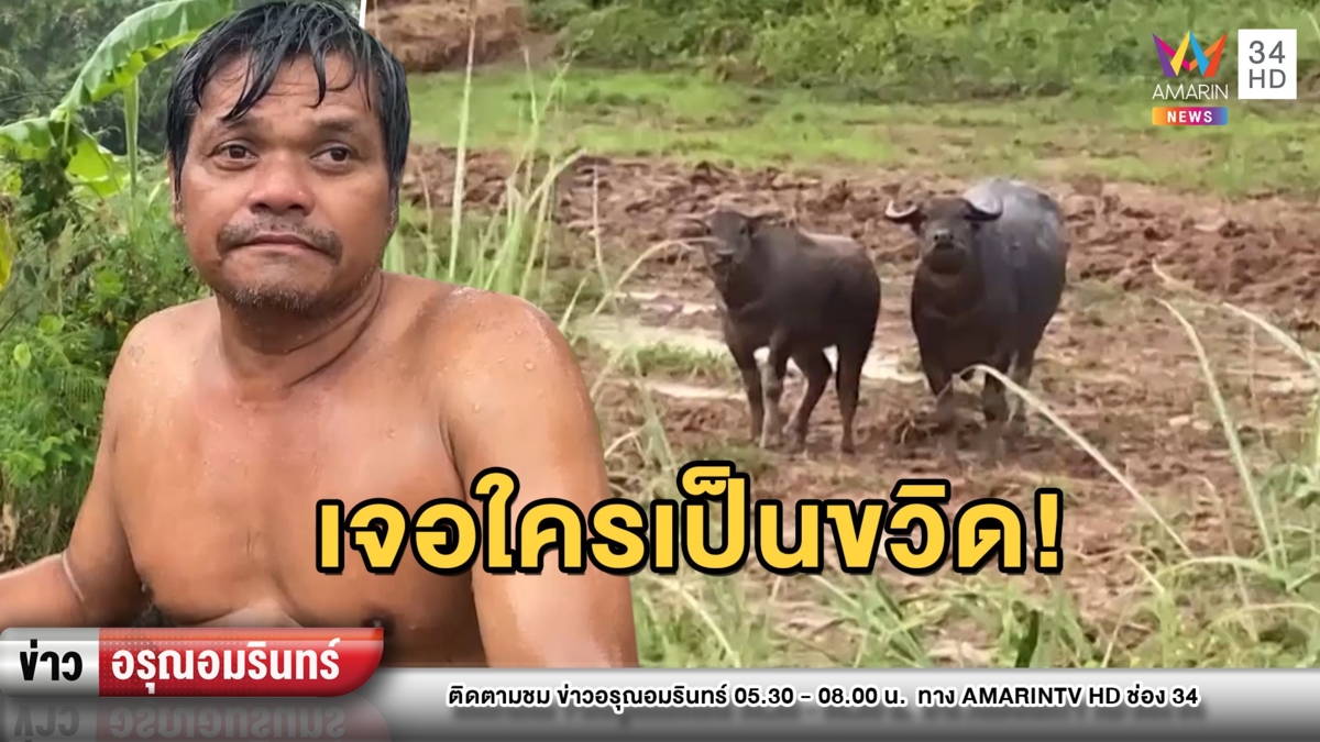 แม่ควายคลั่ง! ไล่ชน 2 ยาย-หลาน