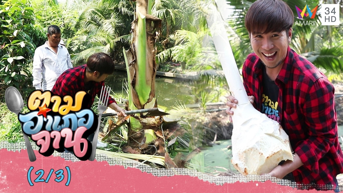 ตามหา 'ยอดมะพร้าว' วัตถุดิบรสเลิศ