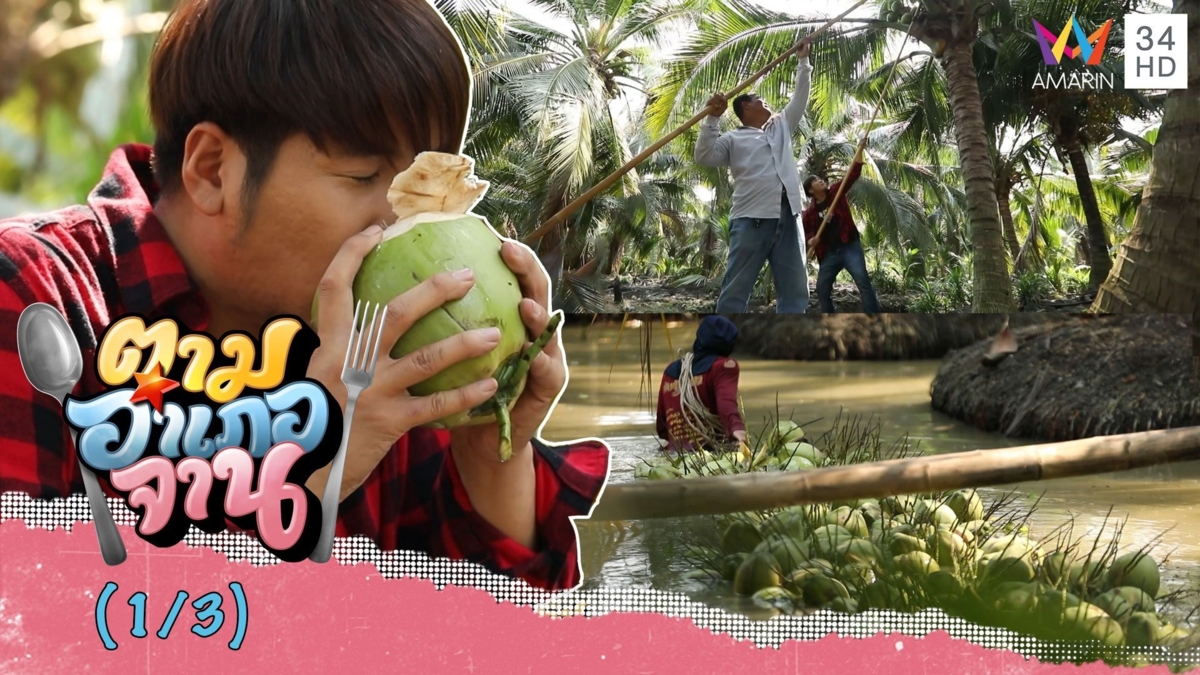 ชมสวนมะพร้าวบ้านแพ้ว! ดื่มน้ำมะพร้าวสดจากต้น