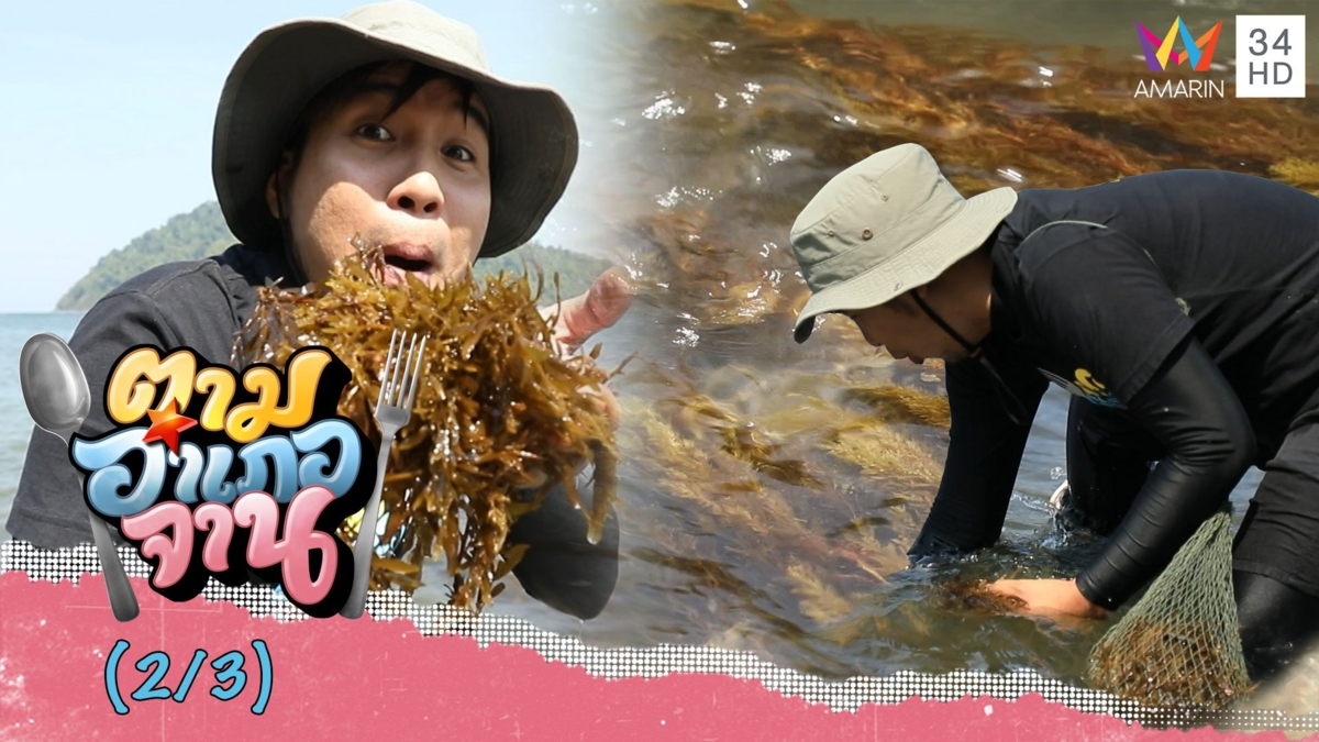 เดินชิลๆเก็บ สาหร่ายทุ่น ริมโขดหิน