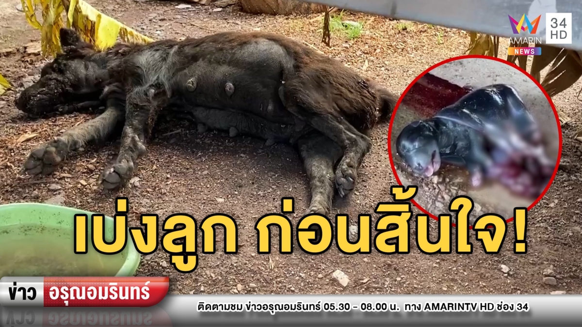 อนาถ! แม่หมาท้องแก่ถูกวางยาเบื่อ เบ่งลูกให้ดูโลกก่อนจะสิ้นใจ