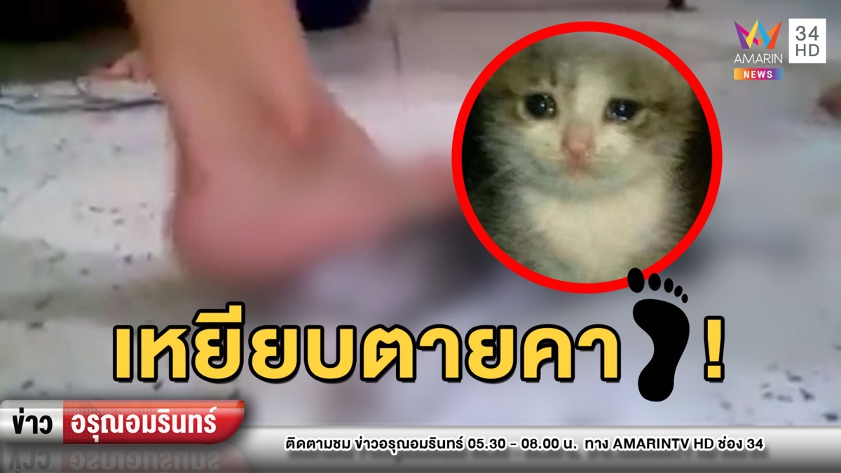 เดือด! โจ๋รุมเหยียบแมวน้อยทรมานสิ้นใจคาเท้า พบต้นคลิปจากมาเลเซีย