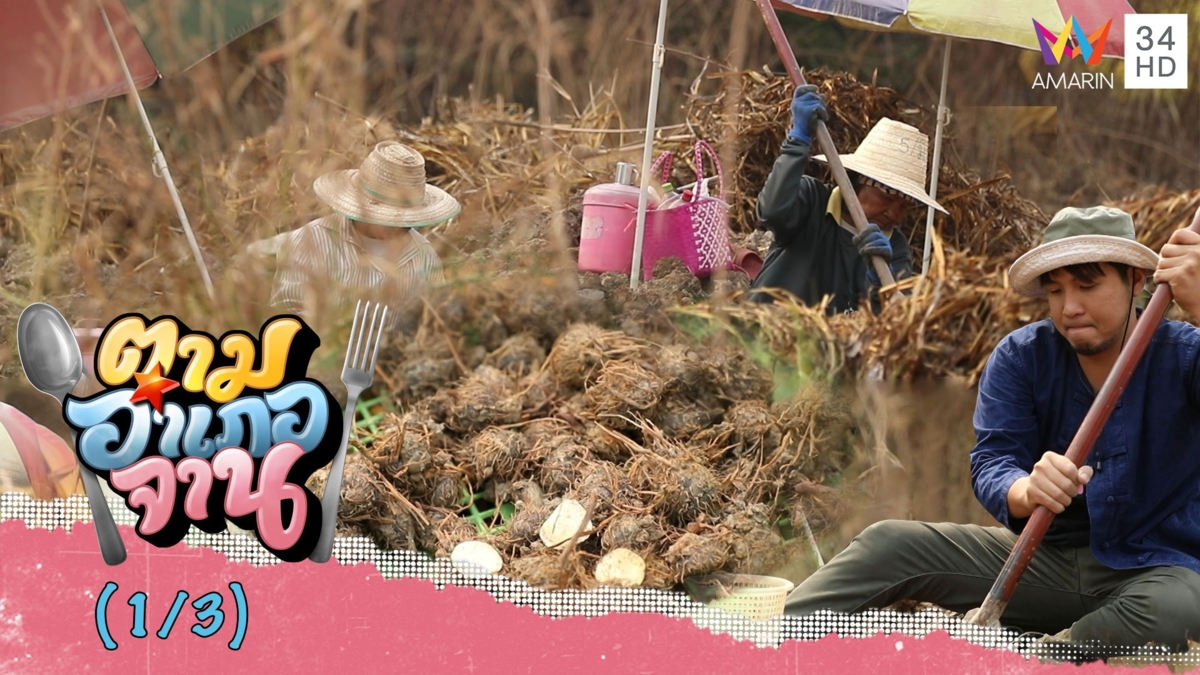 ขุดหาแห้วนา จ.พิษณุโลก