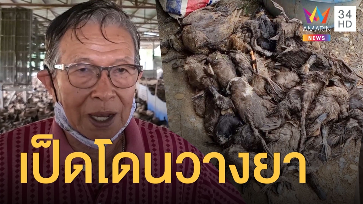 โดนวางยาเป็ด 600 ตัว เจ้าของฟาร์มเป็ดแทบทรุด
