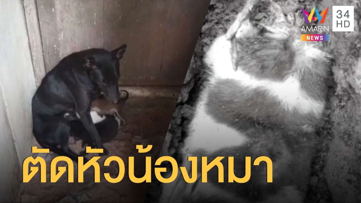 สุดเหี้ยม! โจรย่องฆ่าตัดหัวลูกหมาวัยเดือนเศษ