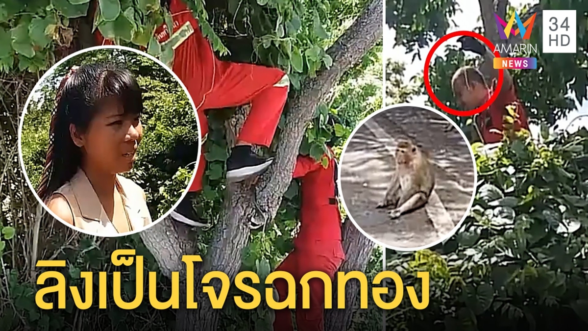 เศรษฐกิจไม่ดี ลิงเป็นโจรแอบล้วงกระเป๋าฉกทองนักท่องเที่ยวสาวดีใจกู้ภัยช่วยได้คืน