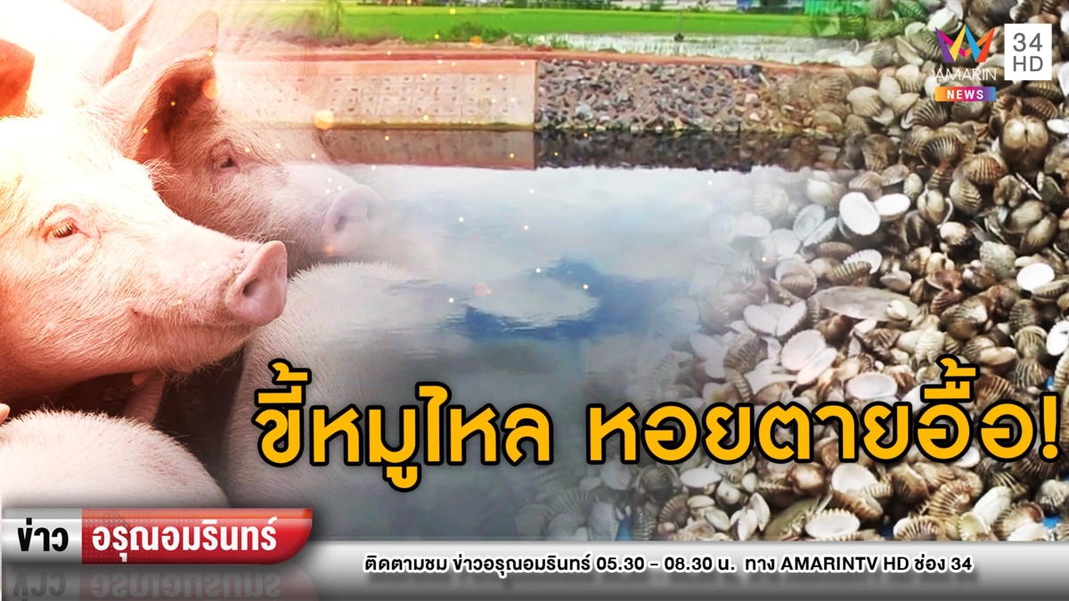 สูญหลักล้าน! น้ำเสียขี้หมูไหลลงทะเลฟาร์มหอยแครงตายอื้อ
