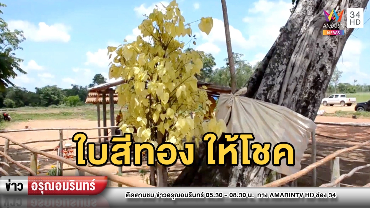 ตะลุง! ต้นโพใบสีทองอร่าม ชาวบ้านแห่บวงสรวงขอโชคลาภ