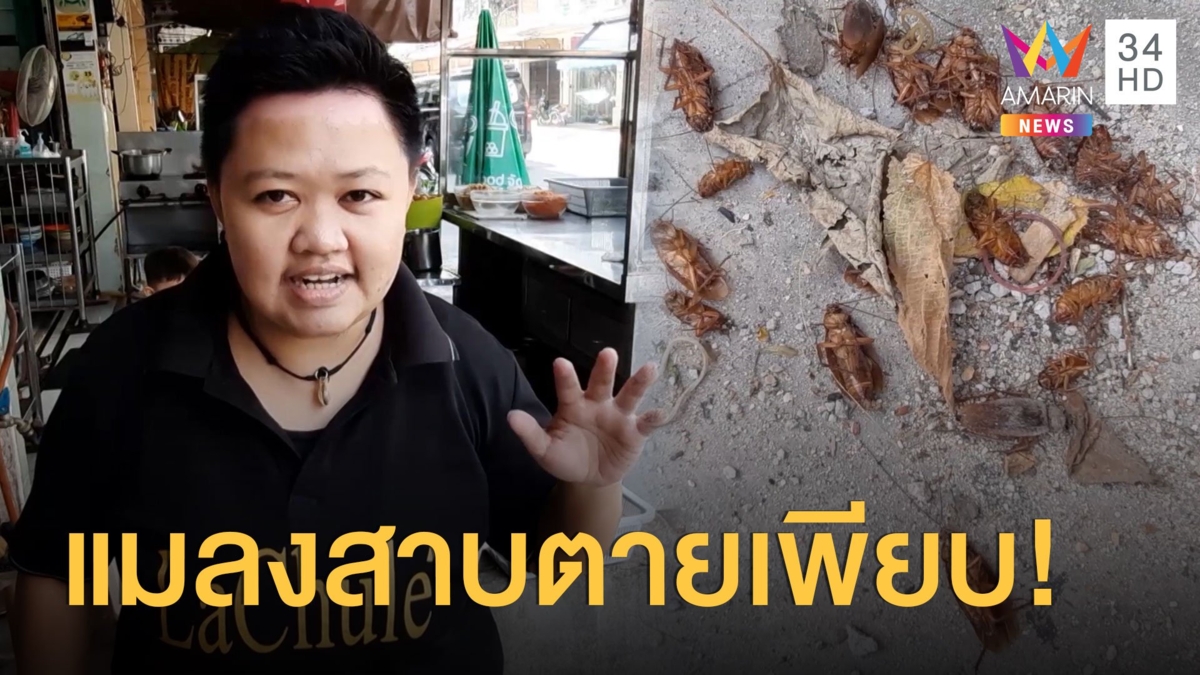 สยอง แมลงสาบตายเกลื่อนอยู่หน้าบ้านนับพันตัว