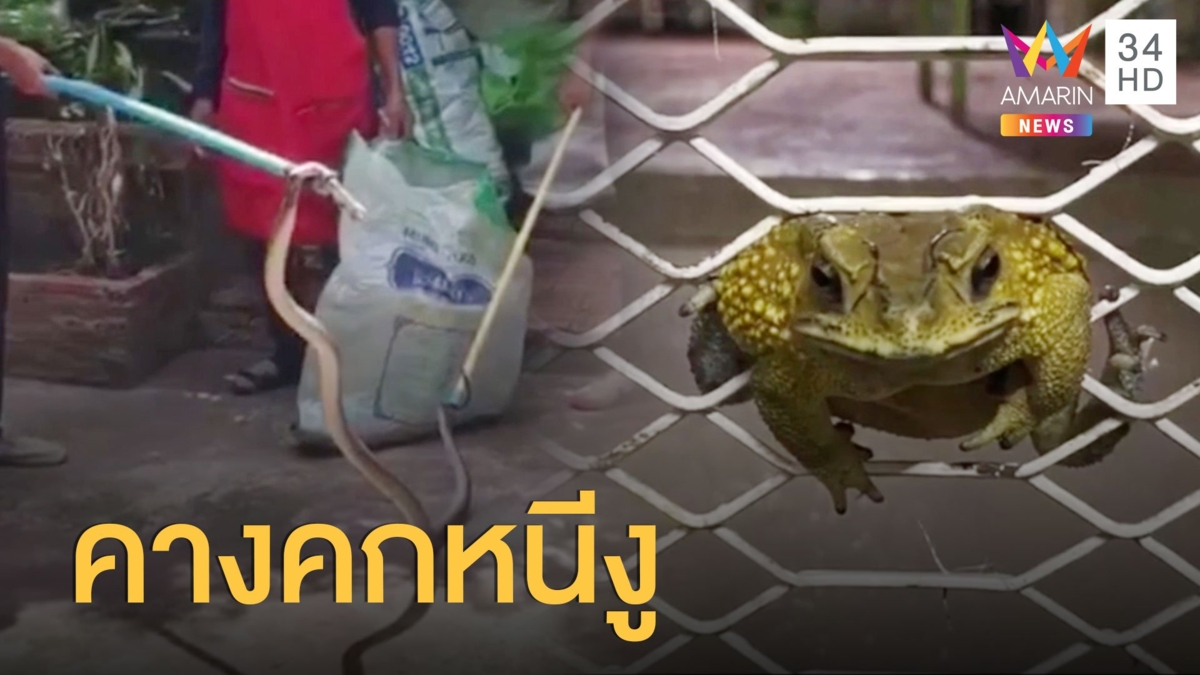 งูเหลือมเป็นเหตุ! คางคกหนีตาย กระโดดคารูรั้ว