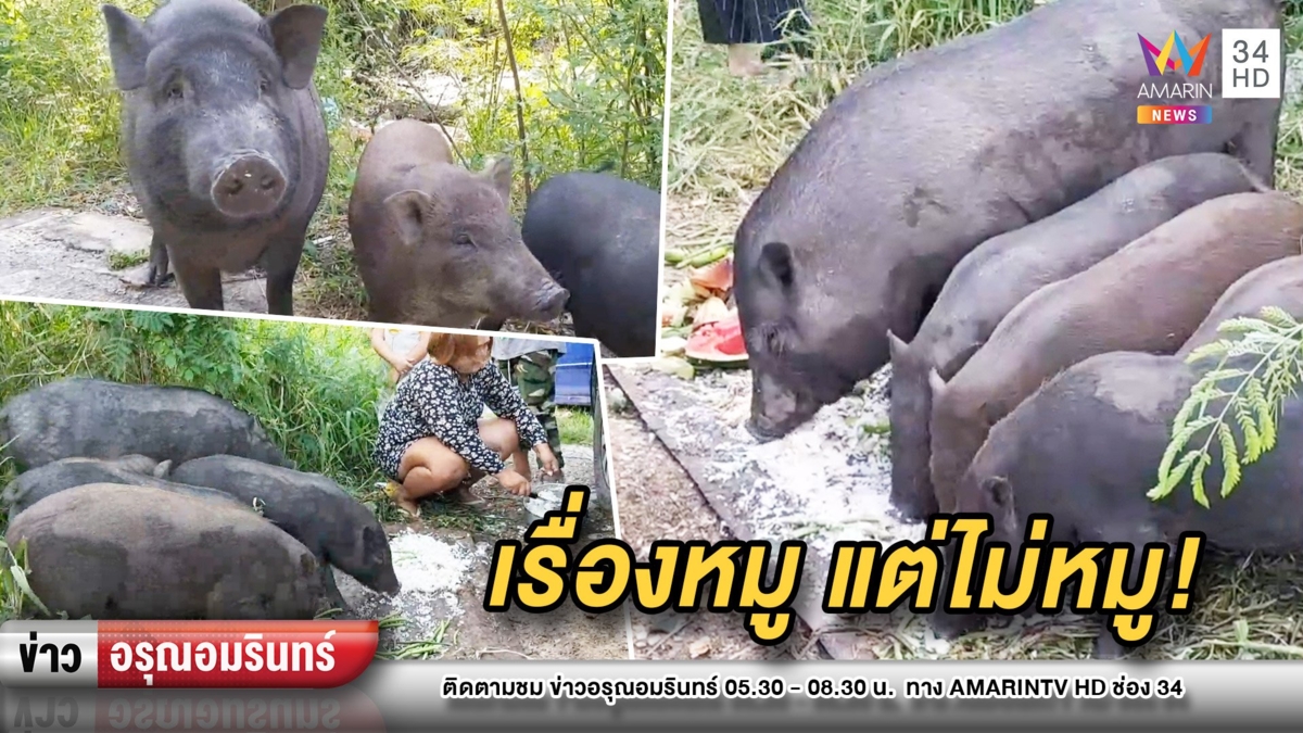 ช่วยด้วย! ชาวบ้านวอนดูแลหมูป่า 5 ตัว หวั่นถูกคนใจร้ายจับกิน