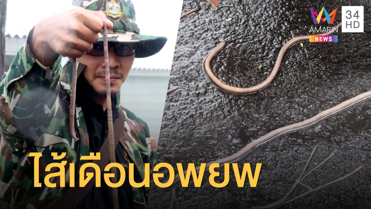 อยู่ไม่ได้แล้ว ไส้เดือนดินอพยพหนีพายุ
