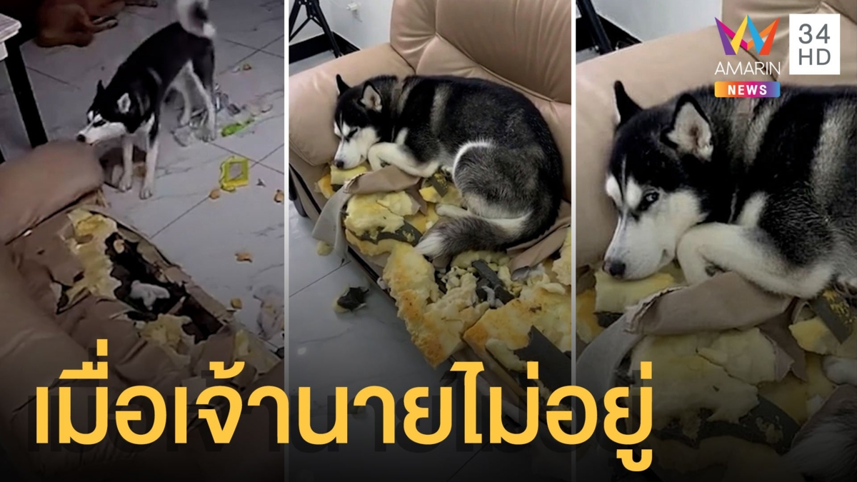 ไซบีเรียนฮัสกี้ ขย้ำโซฟากระจุย เสร็จแล้วนอนสำนึกผิด