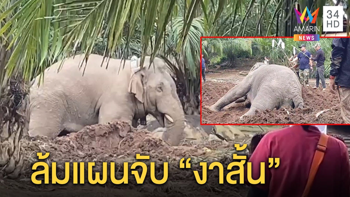 เฮสนั่น! “เจ้างาสั้น” ฟื้นฤทธิ์ยา ทีมล่าพับแผนหวั่นตาย หมอแจงฉี่แตกแค่ผลข้างเคียง