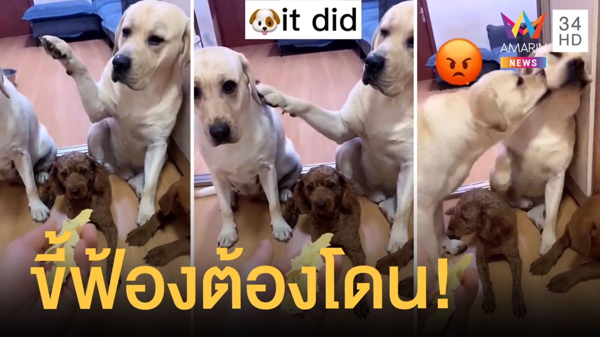 น้องหมาลาบราดอร์ฟ้องพ่อ ว่าอีกตัวทำบ้านเลอะ คนดูกว่า 24 ล้านวิว!