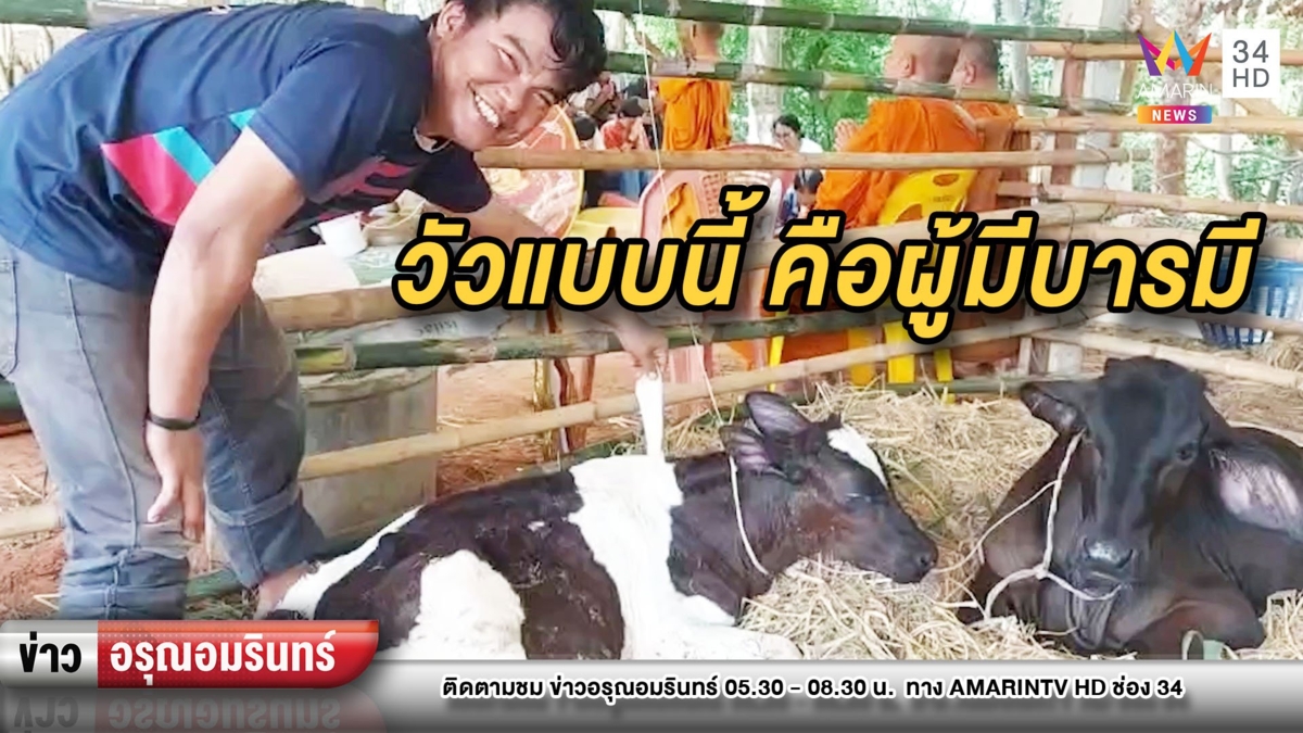 อึ้ง! วัวประหลาดมีหางงอกกลางหลัง เชื่ออดีตชาติเป็น “ผู้มีบารมี”