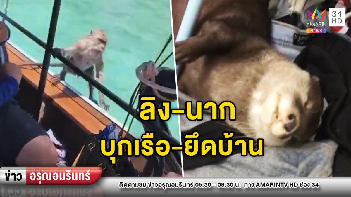 ลิง-นาก บุกยึดบ้าน-บุกยึดเรือ