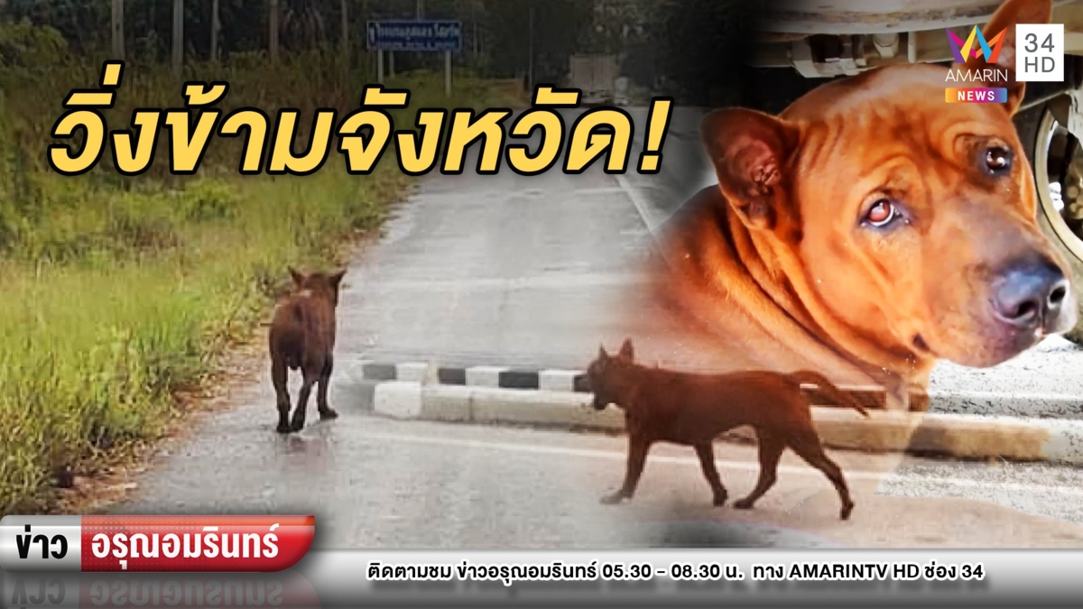 แห่แชร์พิกัดสุนัขพันธุ์ไทย พลัดหลงวิ่งข้ามจังหวัด