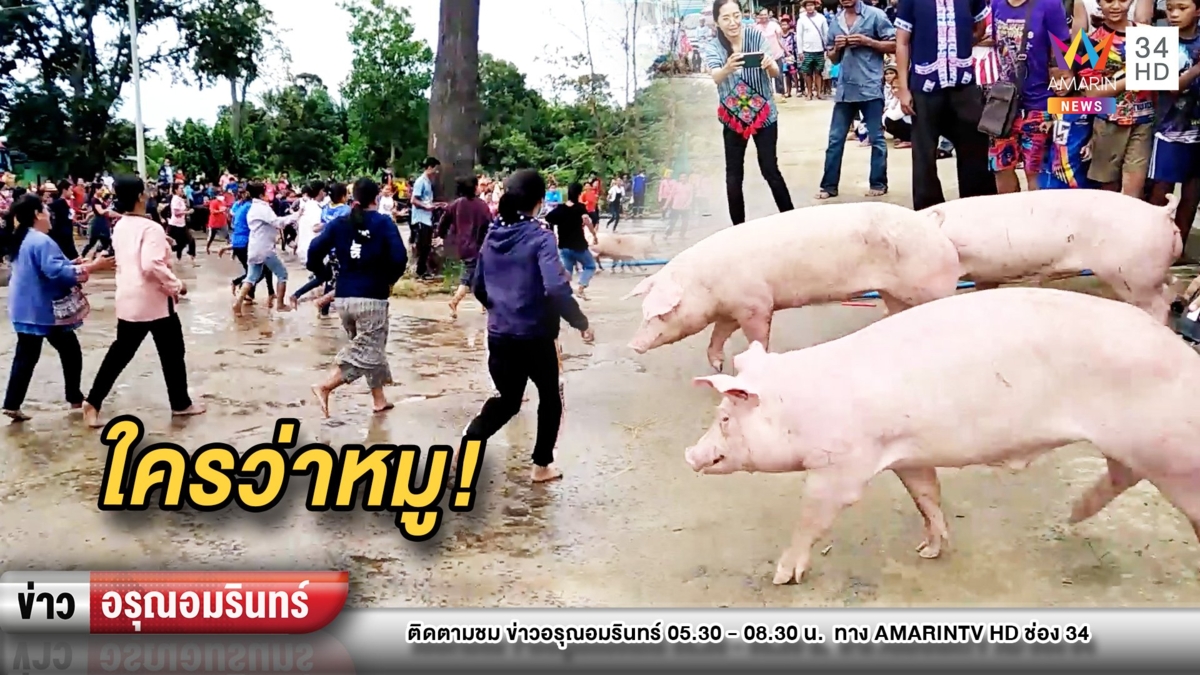 สุดฮา! แข่งจับหมูที่ไม่หมู งานมหกรรมเปิดบ้านสุรินทร์