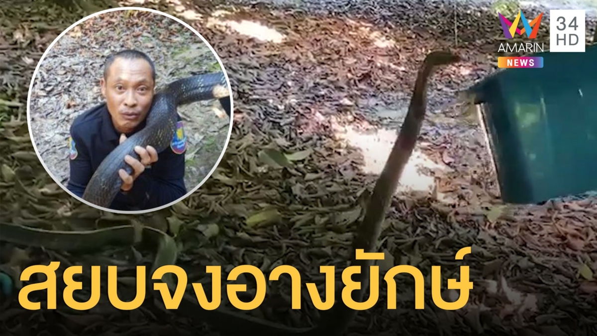 หนุ่มสู้งูจงอาง 4 เมตร สุดท้ายจับได้โดยละม่อม