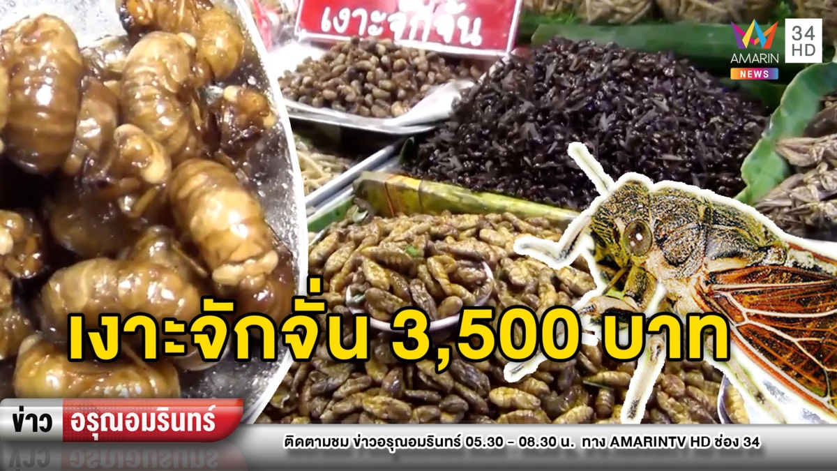 เปิบพิสดาร! “เงาะจักจั่นทอด” ราคาโลละ 3,500 บาท