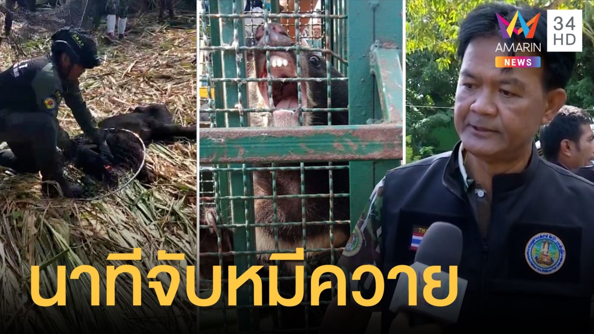 สยบแล้ว! แม่หมีรักเร่ เตรียมส่งคืนป่า