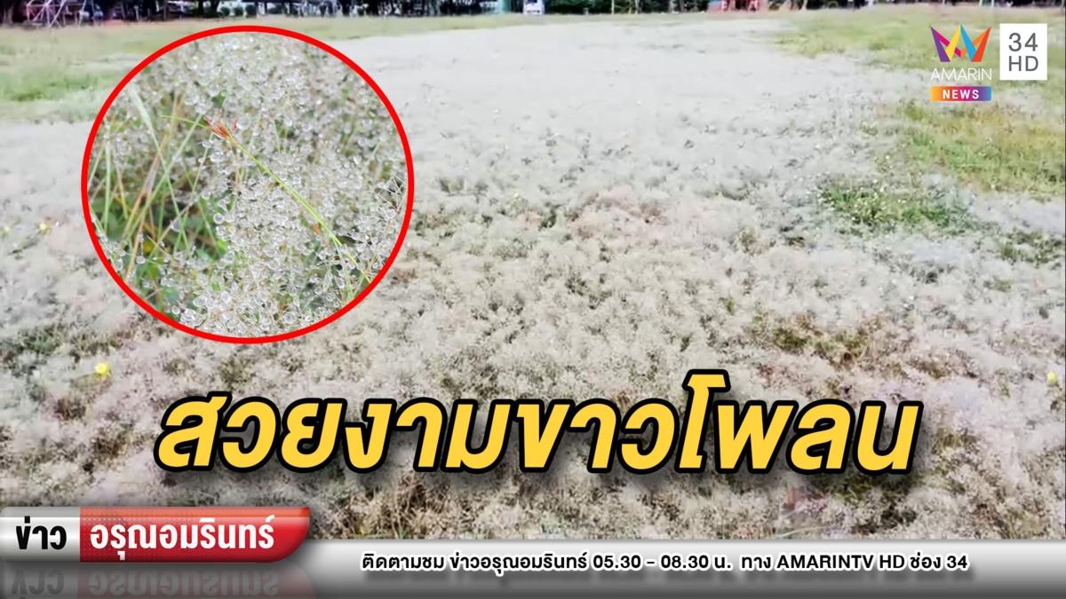 ฮือฮา! น้ำค้างบนยอดหญ้าคล้ายเหมยขาบ สวยงามขาวโพลน
