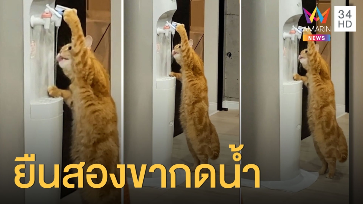 น้องแมวยืนสองขา กดตู้น้ำเย็นกินเองได้