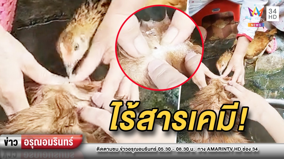ไก่จิก! กำจัดเห็บแบบออร์แกนิค