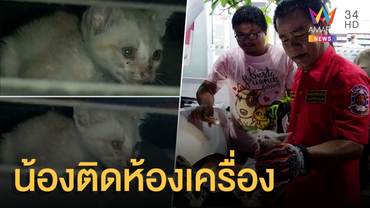ลูกแมวติดห้องเครื่องกระบะป้ายแดง 2 วันติด