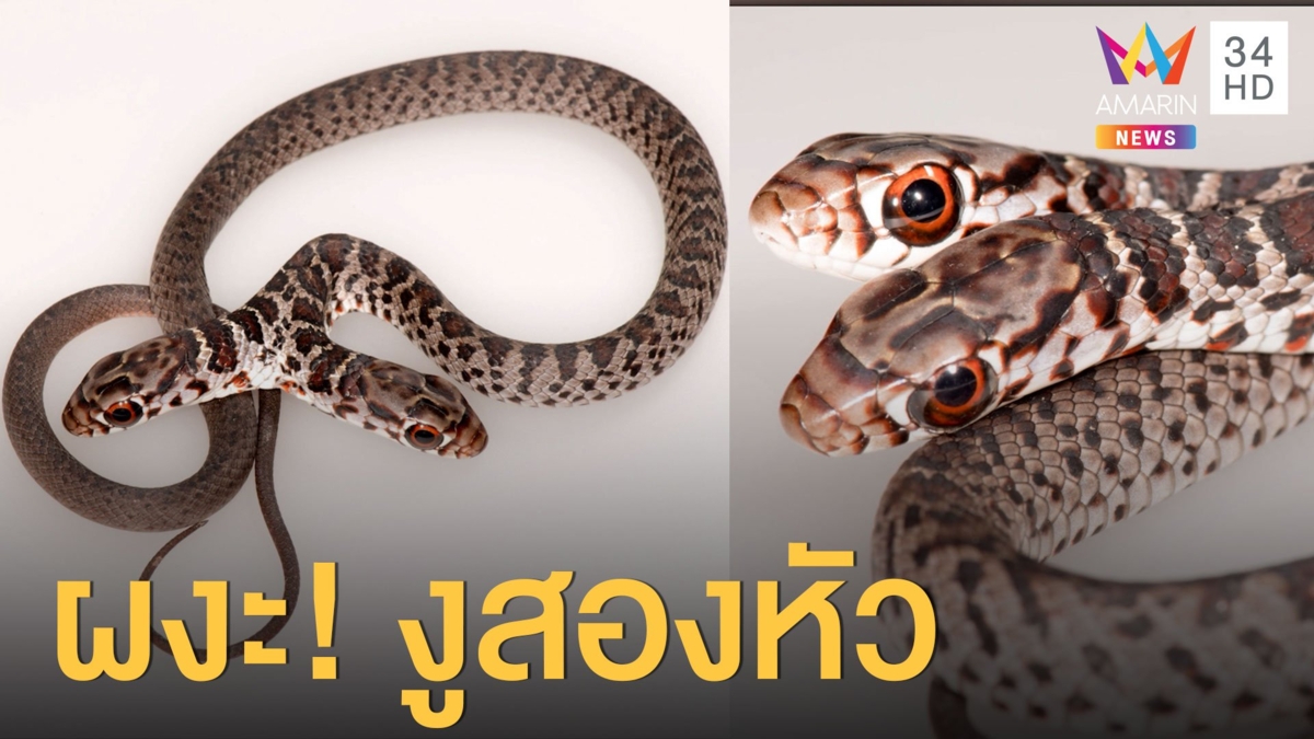 งูสองหัวเลื้อยใกล้บ้าน จนท.เอาไปดูแล น้องหมาสุดแปลกเป็นสีเขียว