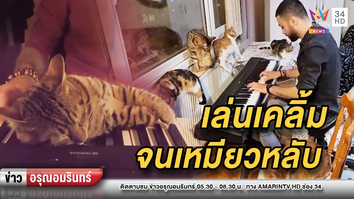 น่ารัก! หนุ่มนักเปียโนช่วยแมวจรนับสิบ เล่นดนตรีให้ฟังจนหลับ