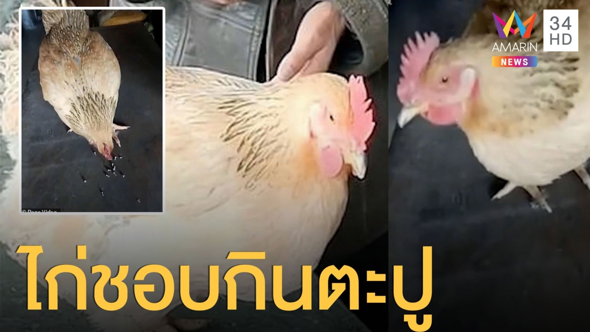 ไก่ชอบกินตะปู กินน๊อตเป็นอาหาร จนเจ้าของต้องเอาไปซ่อน